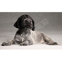 Лучший щенок из помета П кобель №6 породы дратхаар Лучший щенок из помета П кобель №6 породы дратхаар